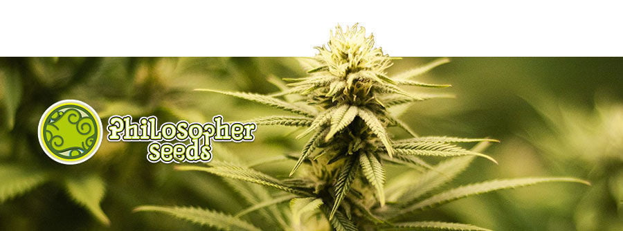 Philosopher Seeds | Semillas De Cannabis - Zamnesia